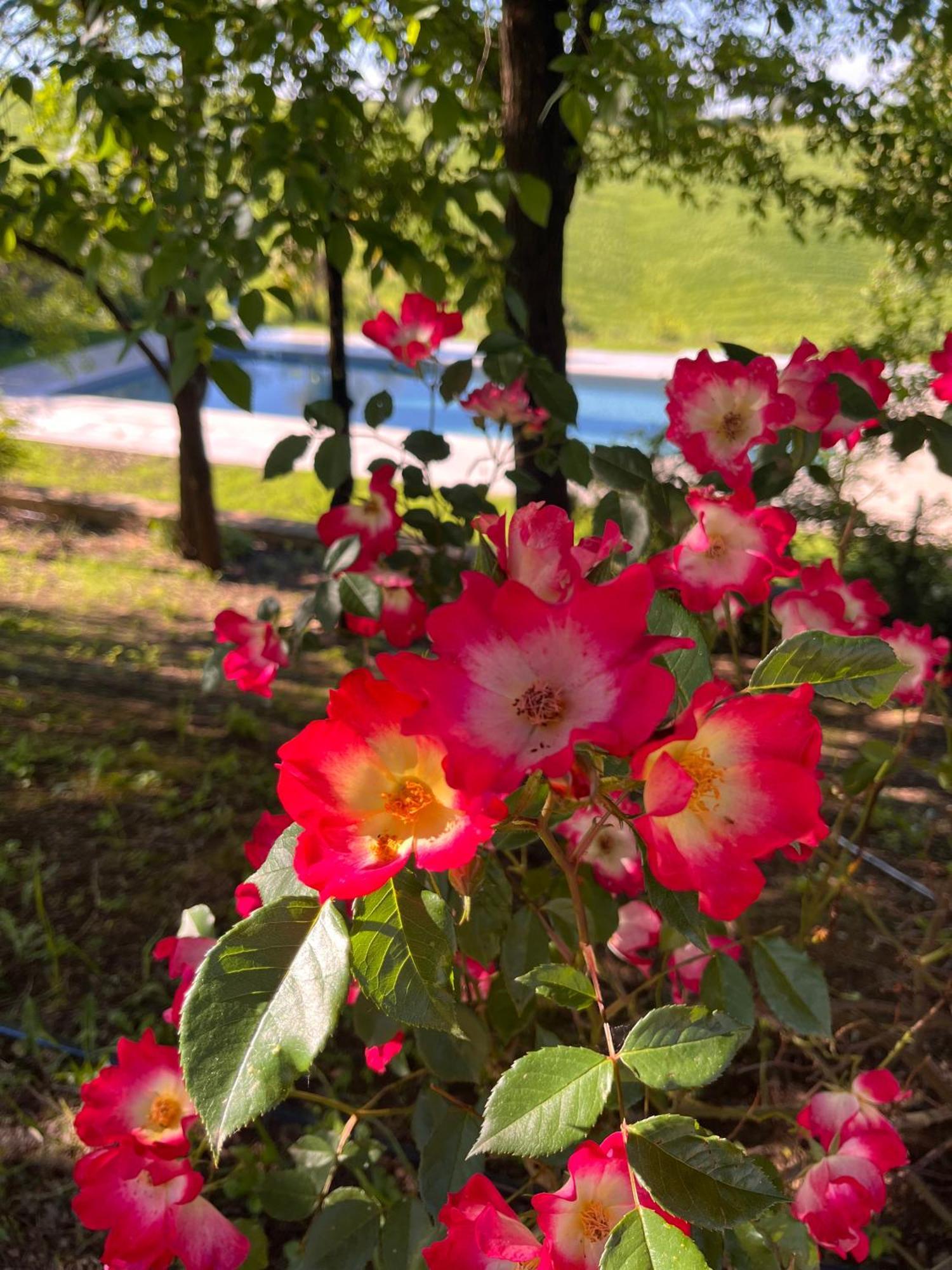 Agriturismo San Fabio Castelnuovo Berardenga Exterior foto